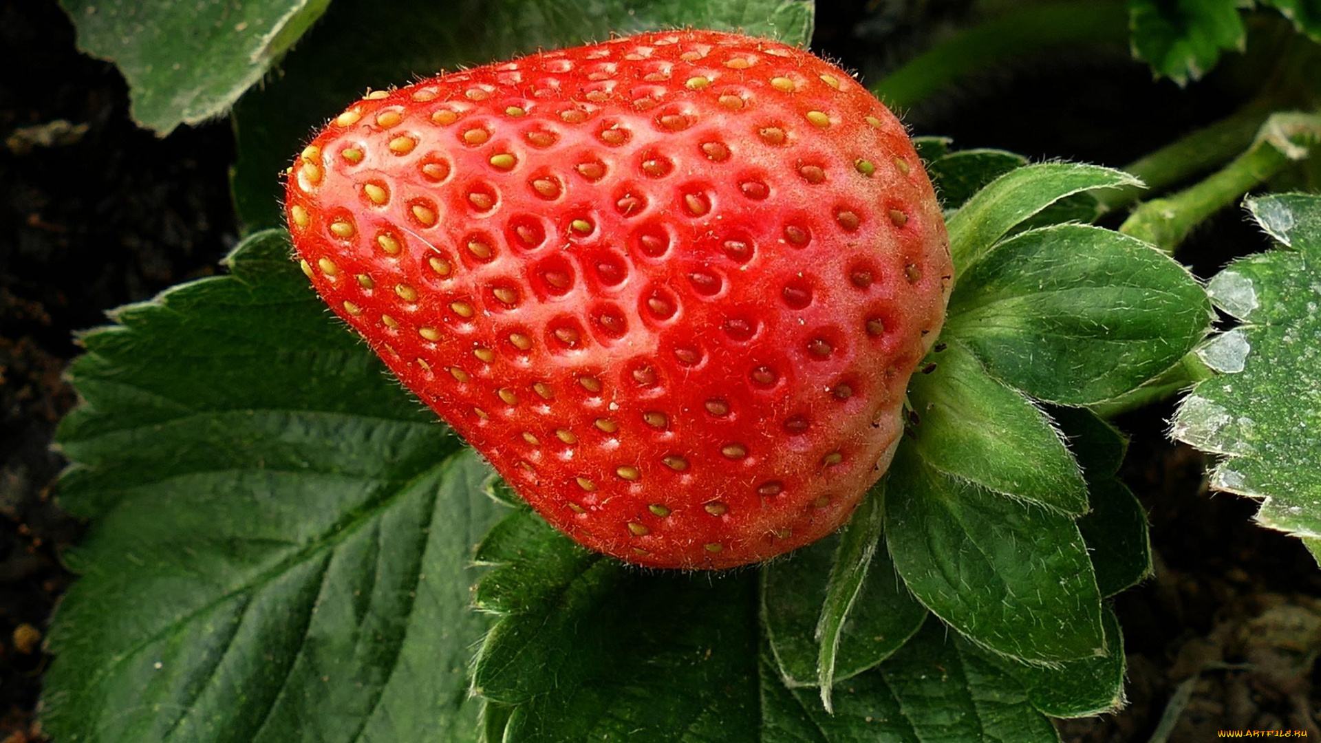 природа, Ягоды, Ягода, клубника, макро