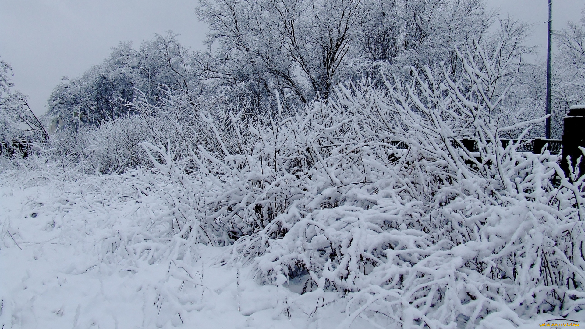 природа, зима, снег, деревья