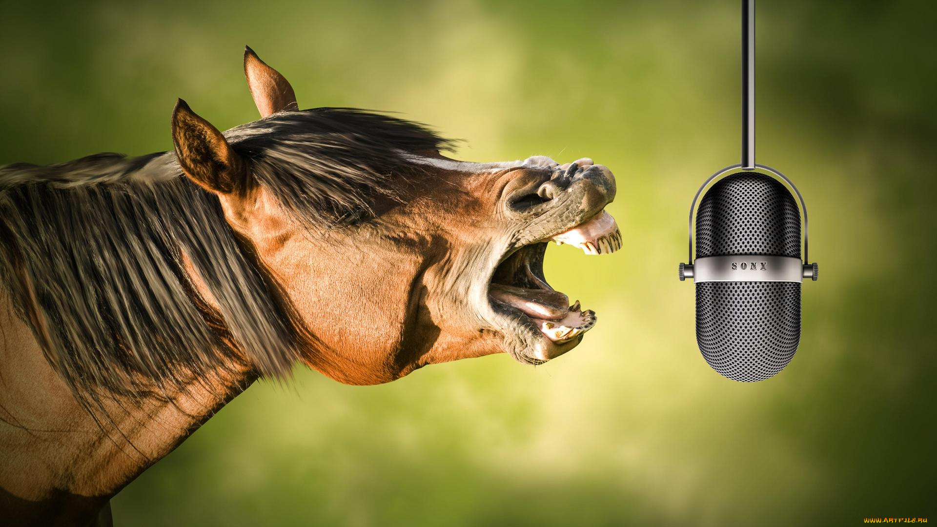 юмор, и, приколы, ржание, микрофон, лошадь