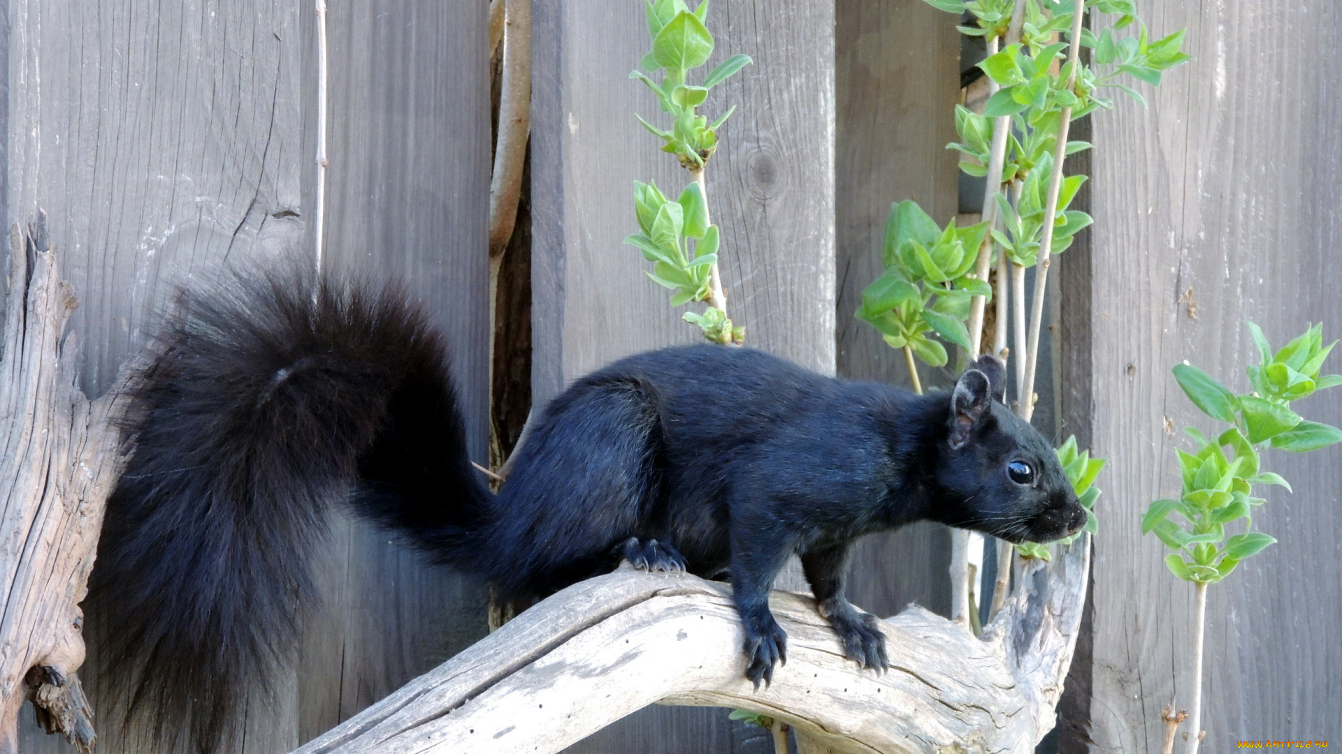животные, белки, хвост, пушистый