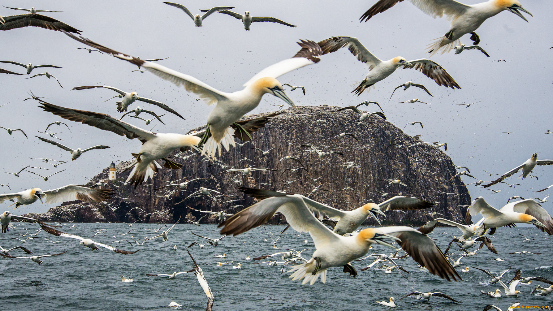 животные, Чайки, , бакланы, , крачки, птичка
