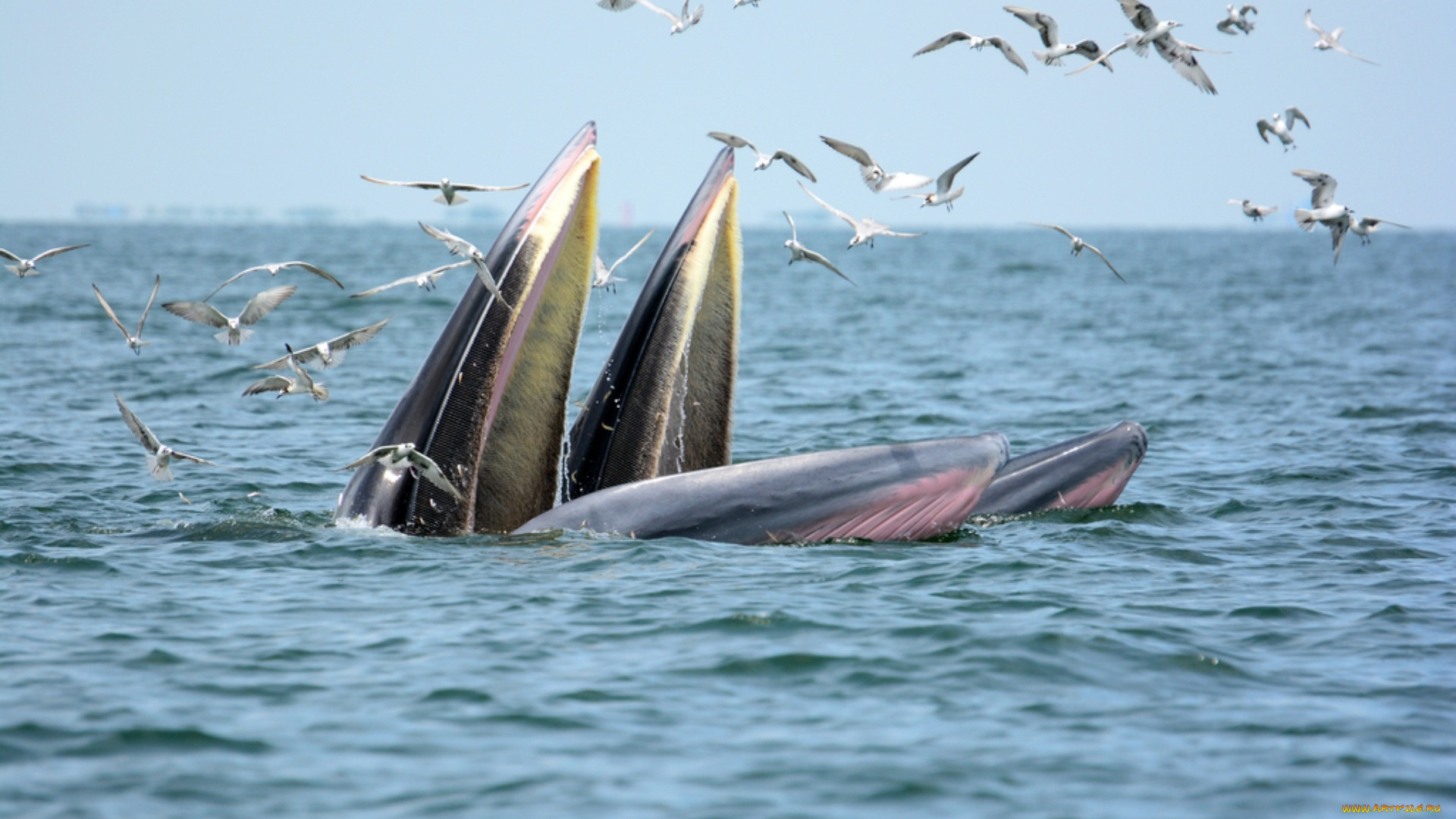 животные, киты, , кашалоты, море, птицы, пасть, чайки