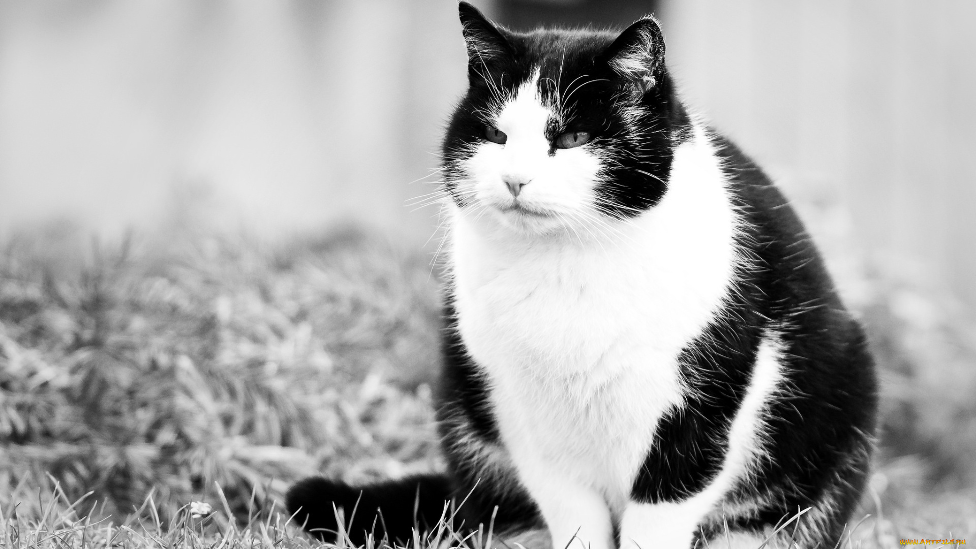 животные, коты, киска, кот, взгляд, котэ, черно-белые