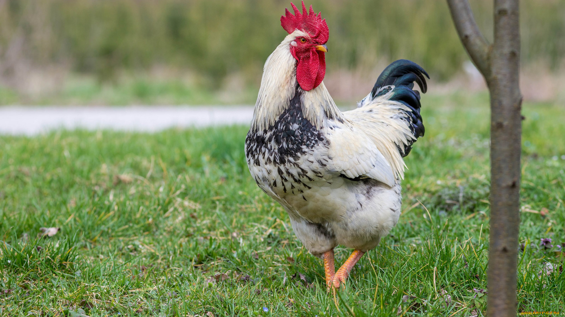 животные, куры, , петухи, птичка