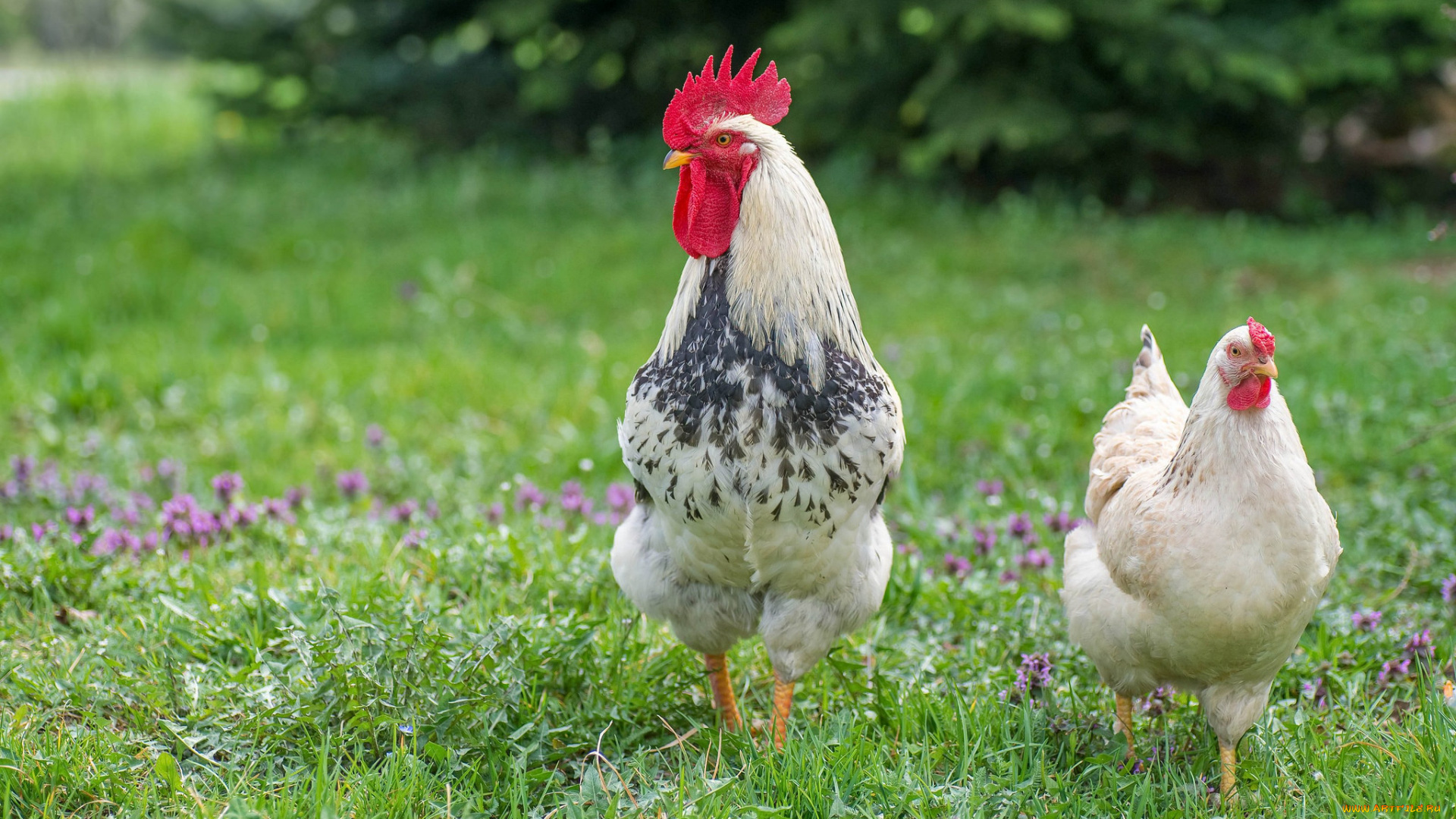 животные, куры, , петухи, птичка