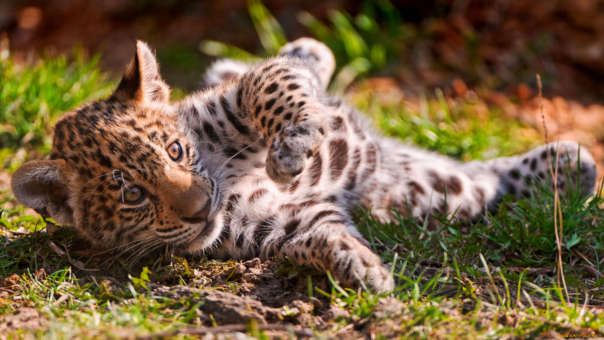 животные, леопарды, леопард, трава, котенок, детеныш