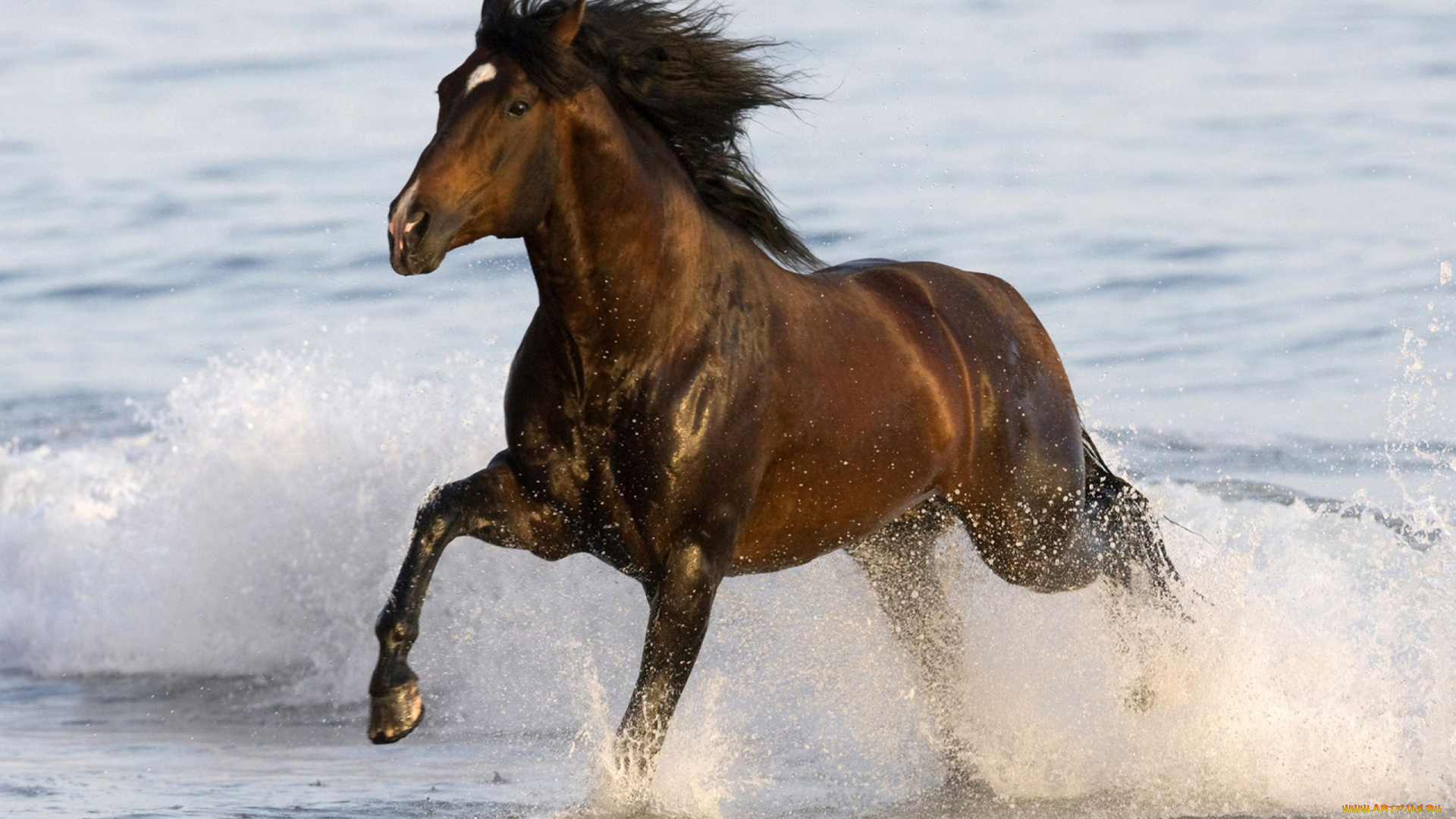 животные, лошади, лошадь, конь, брызги, вода