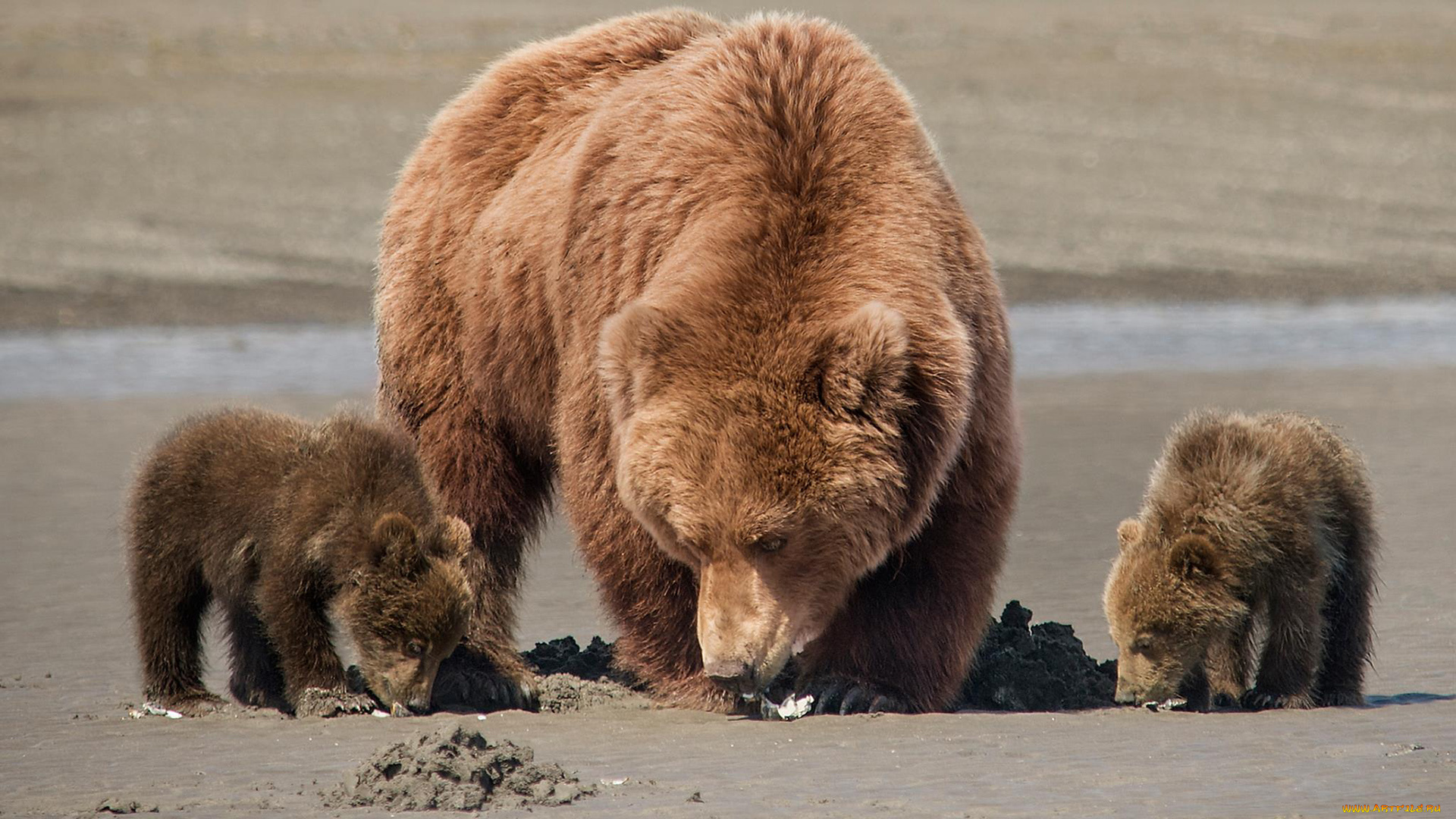 животные, медведи, фон
