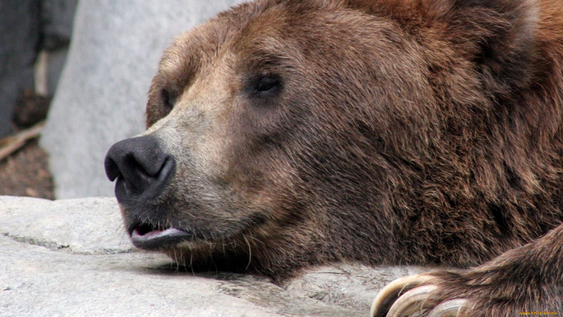 животные, медведи, медведь, голова, когти, бурый