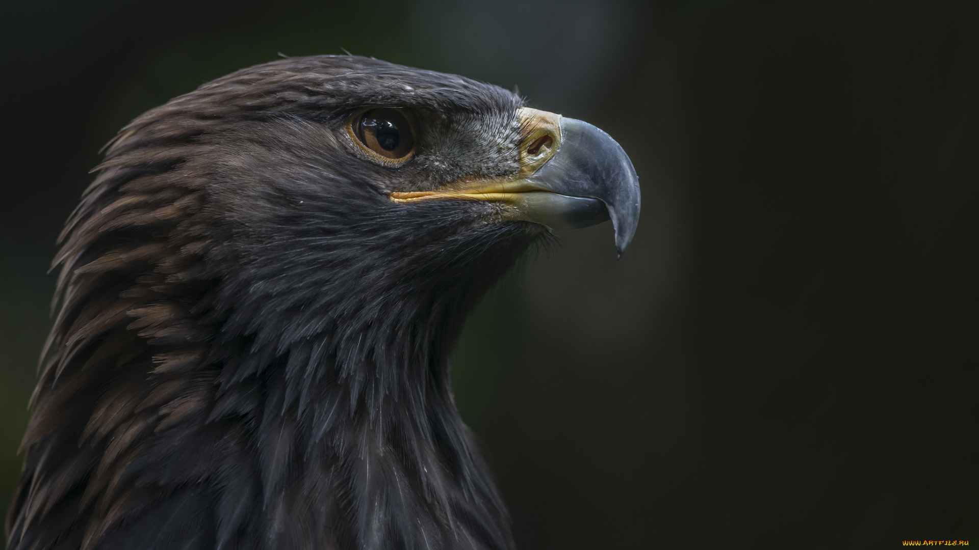 животные, птицы, -, хищники, птичка