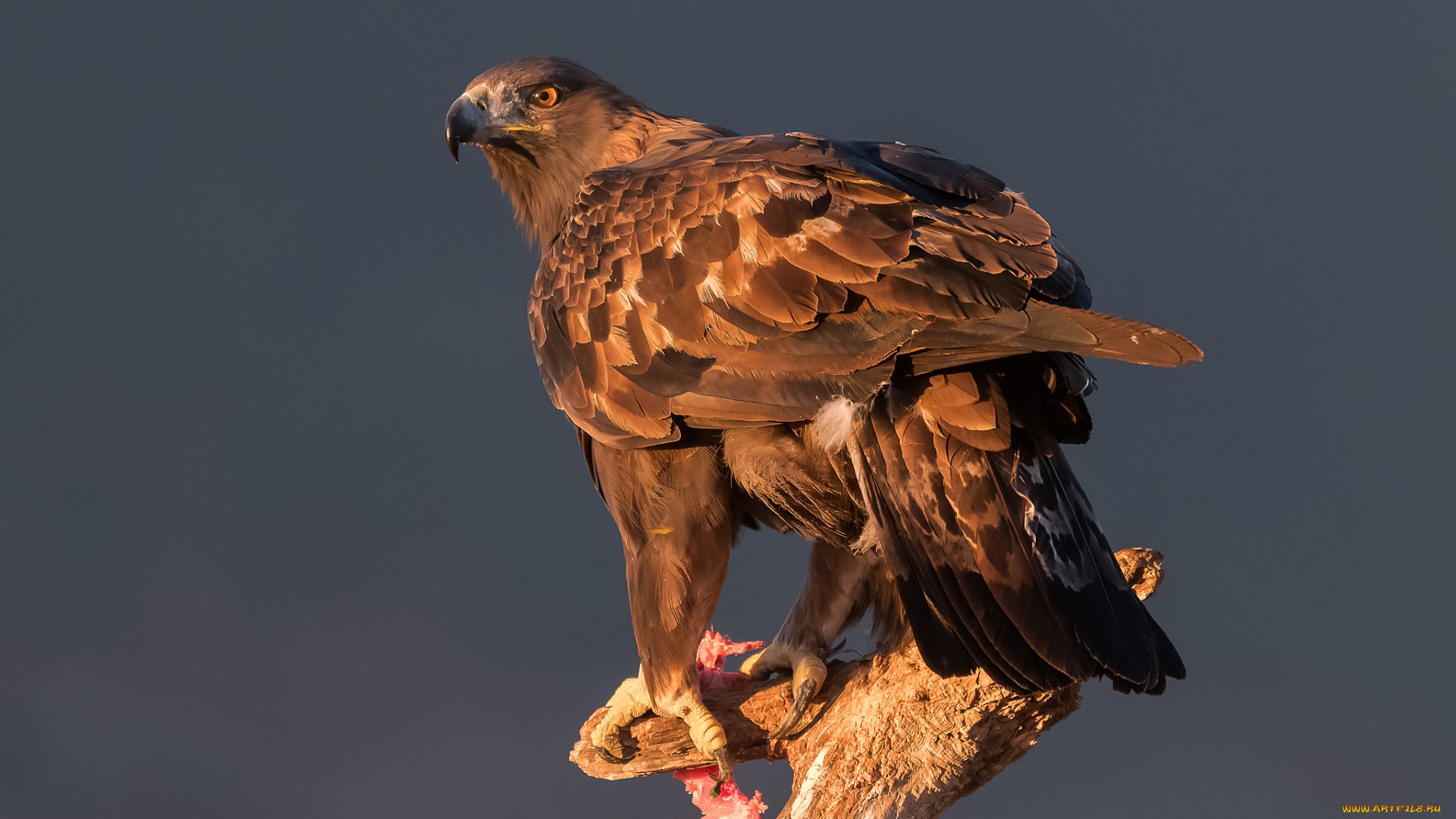 животные, птицы, -, хищники, птичка