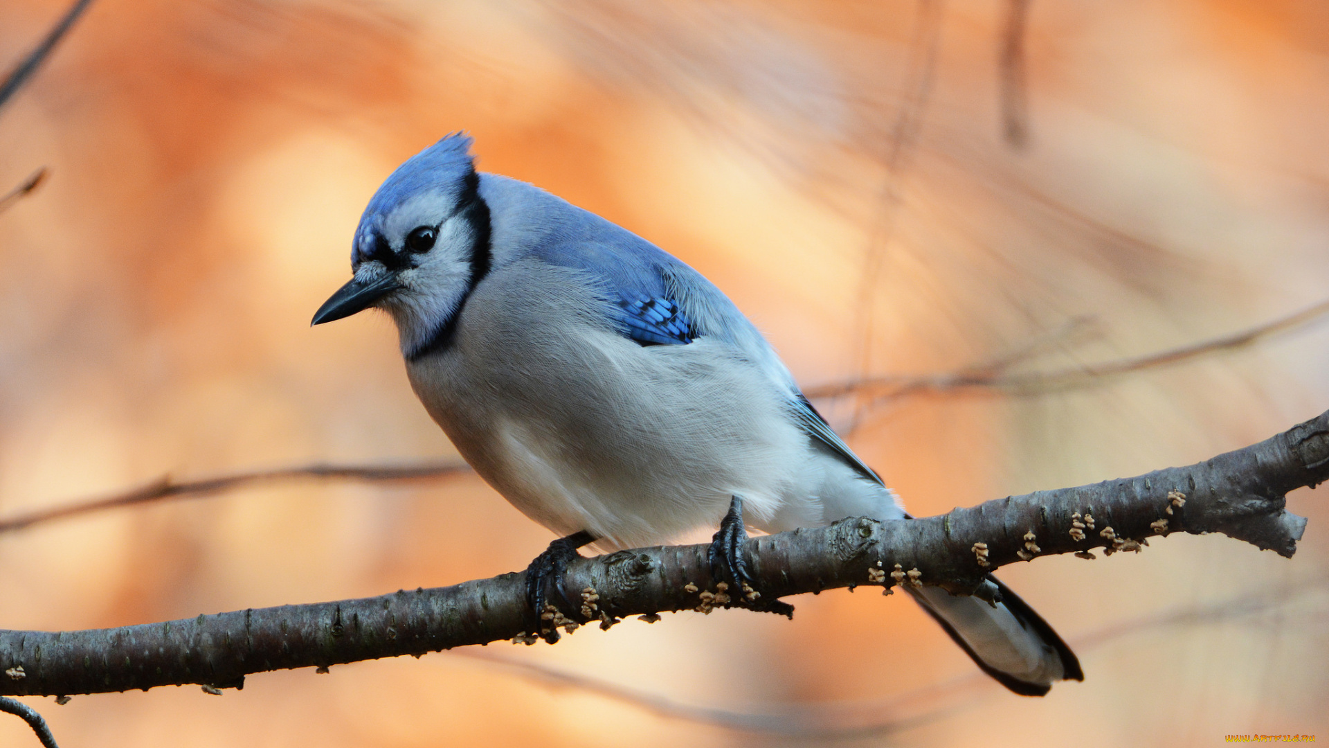 животные, птицы, птичка