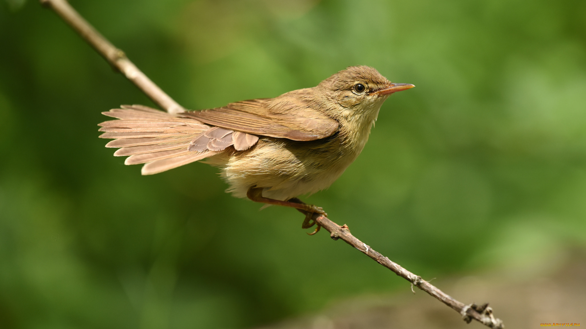 животные, птицы, птичка
