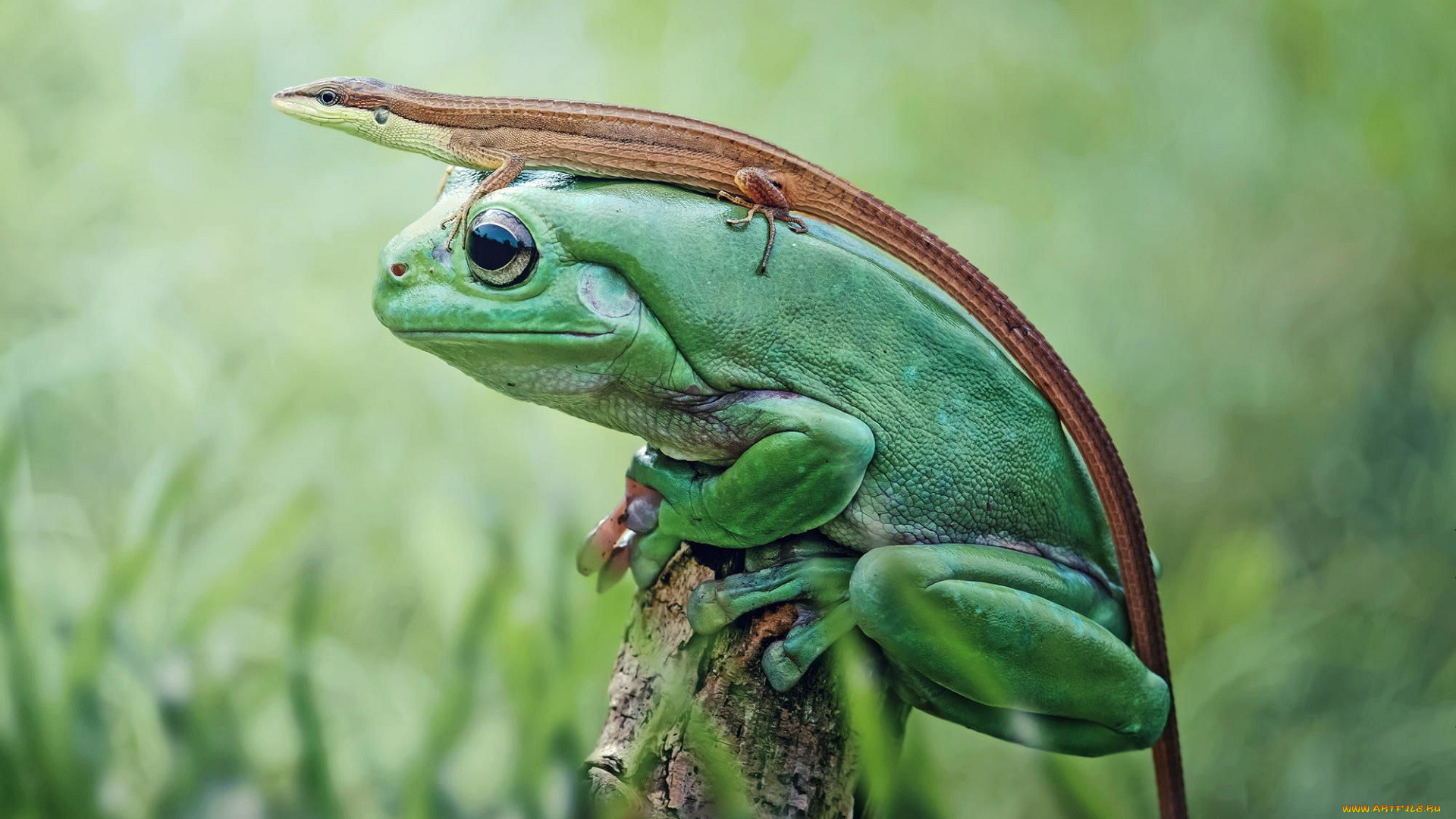 животные, разные, вместе, Ящерица, сидит, на, большой, зеленой, лягушке