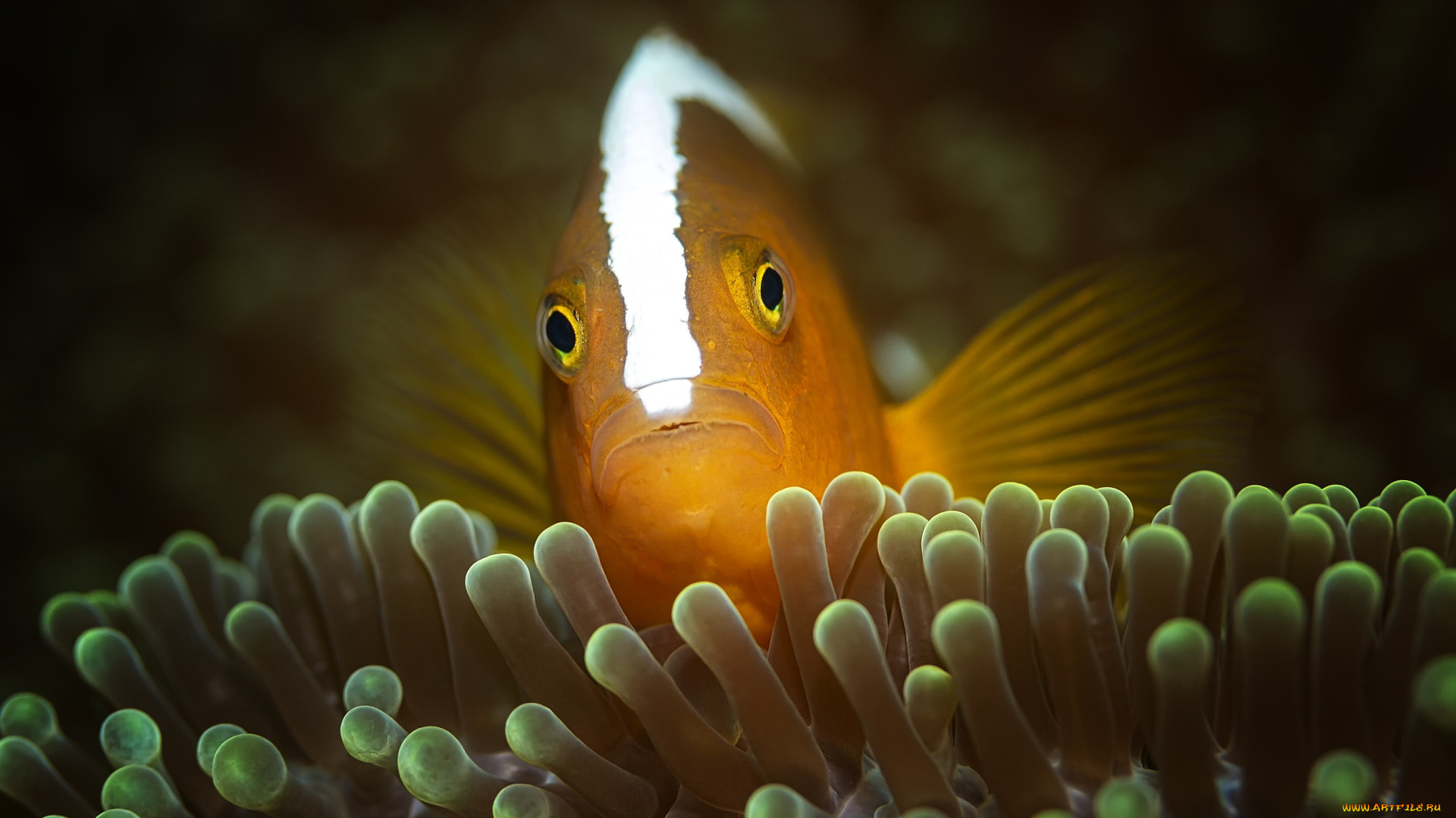 животные, рыбы, подводный, мир, рыба, океан, под, водой, актинии, клоун, море