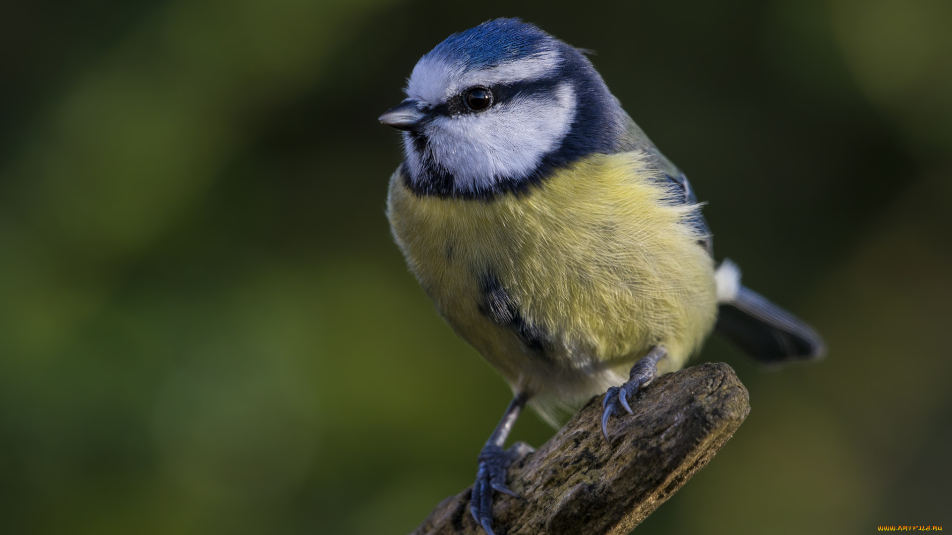 животные, синицы, , лазоревки, птичка