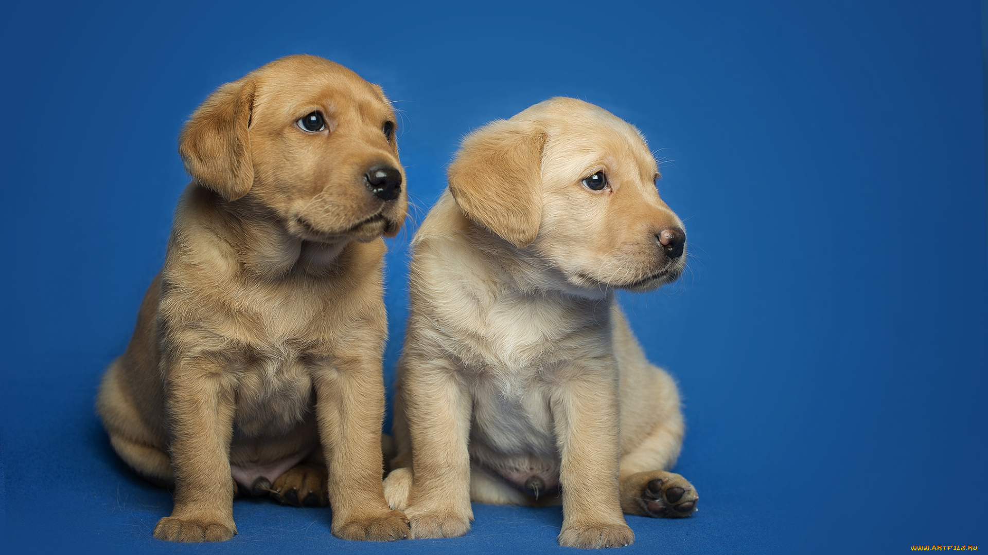 животные, собаки, пес