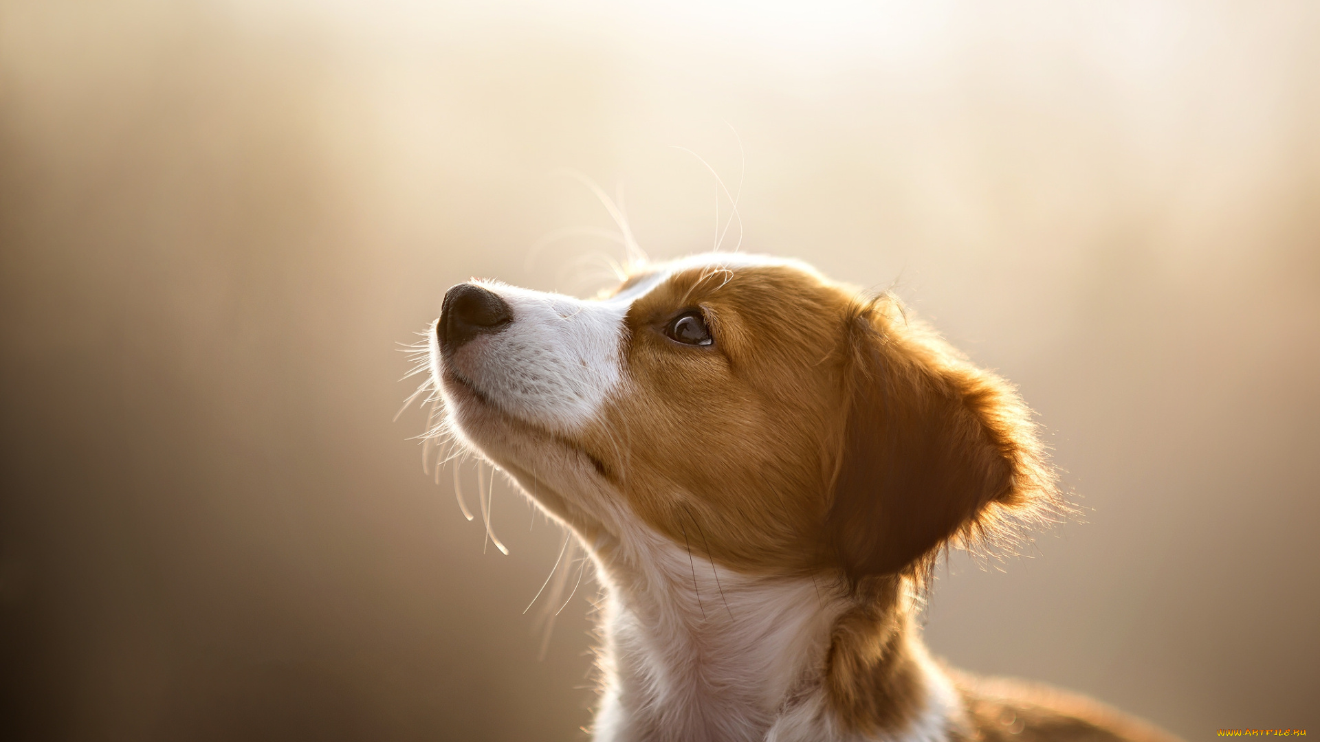 животные, собаки, пес