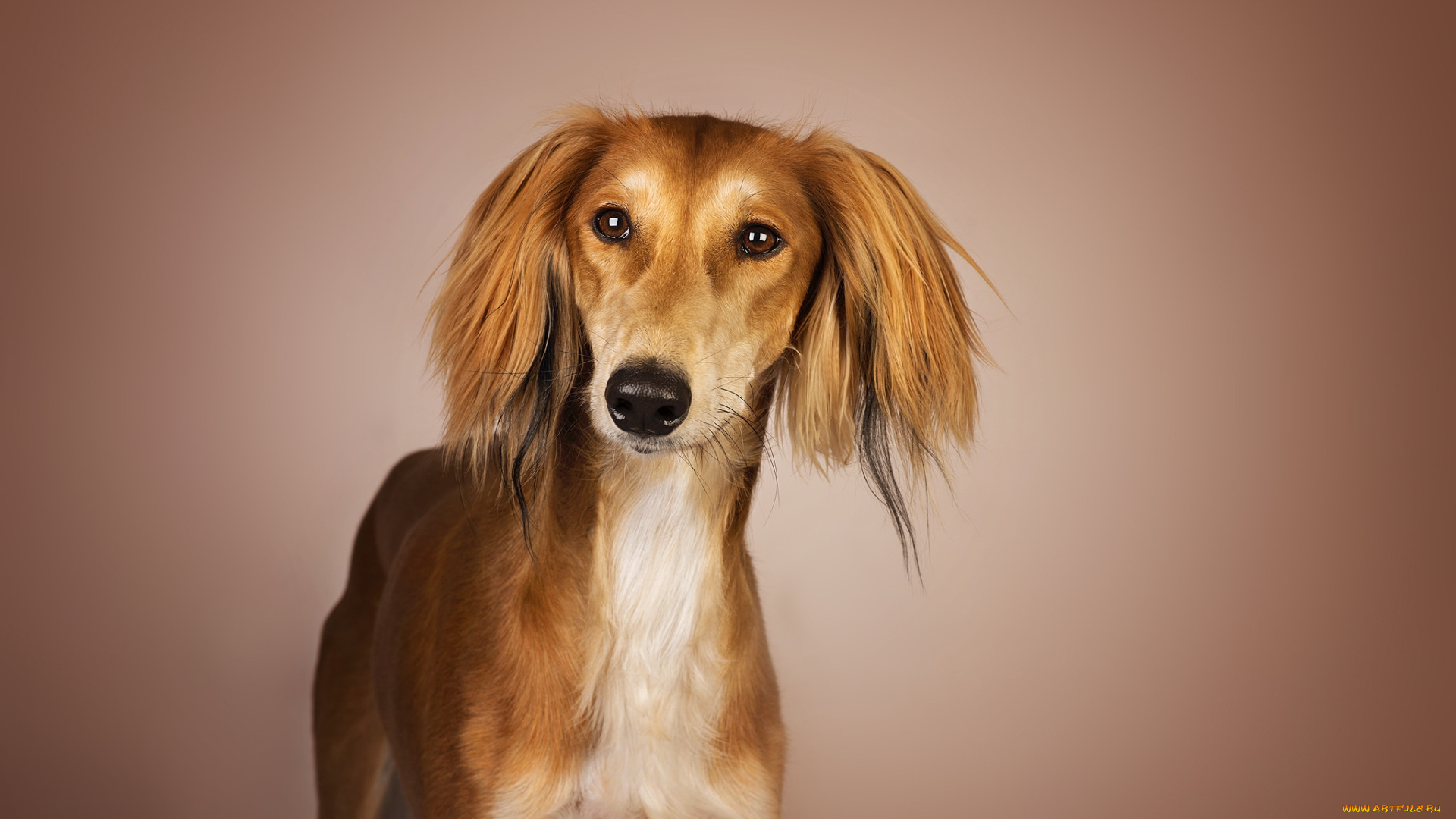 животные, собаки, пес