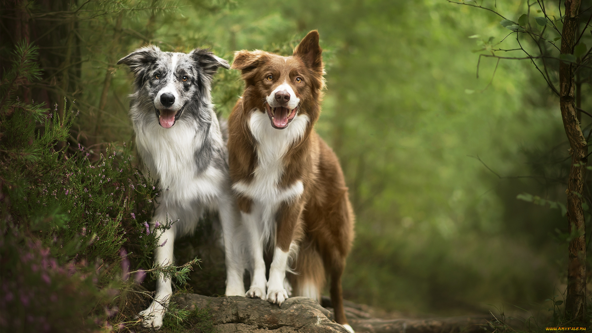 животные, собаки, пес
