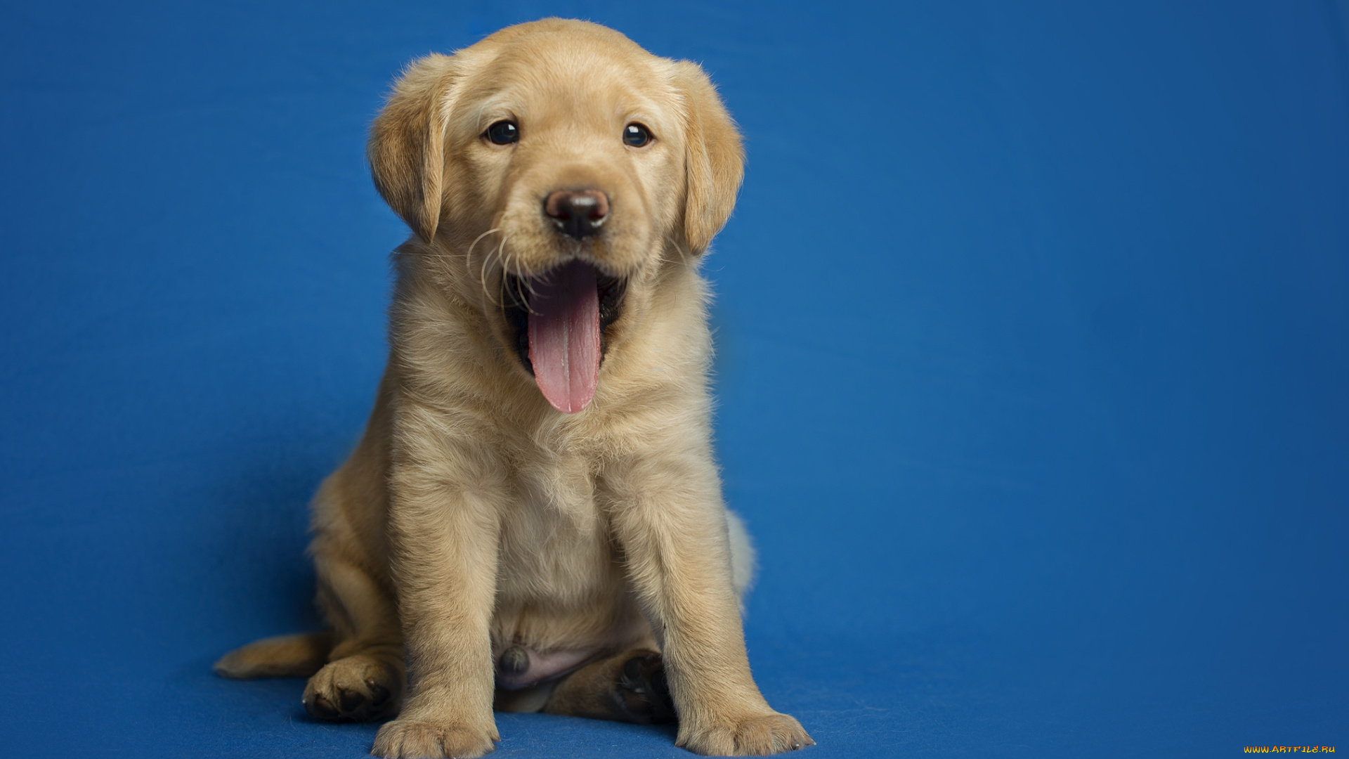 животные, собаки, пес