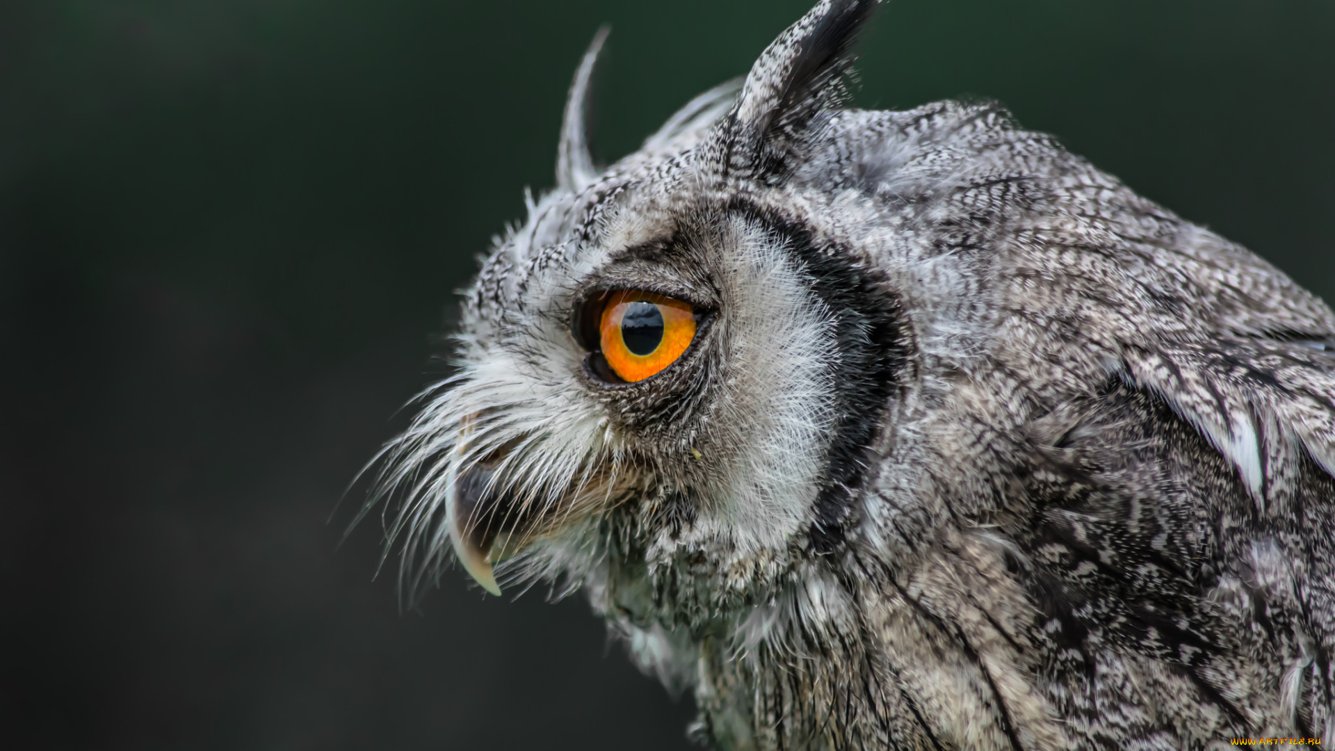 животные, совы, птичка