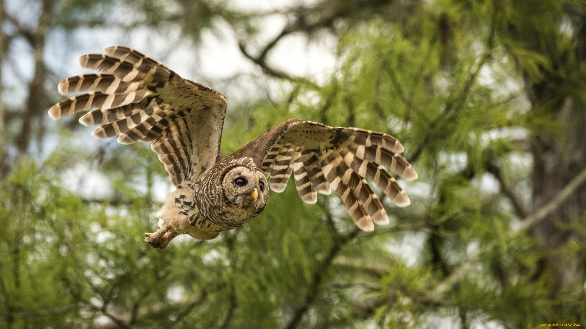 животные, совы, птичка