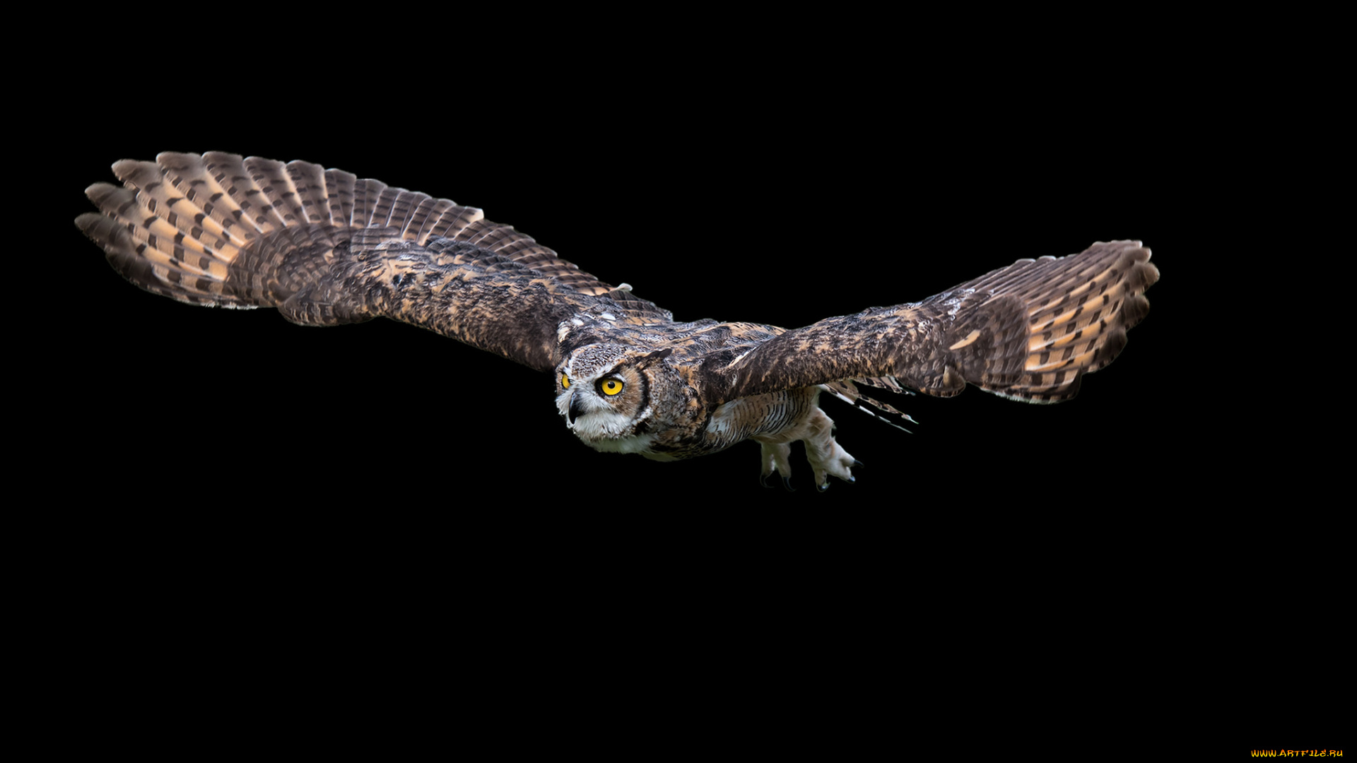 животные, совы, птичка