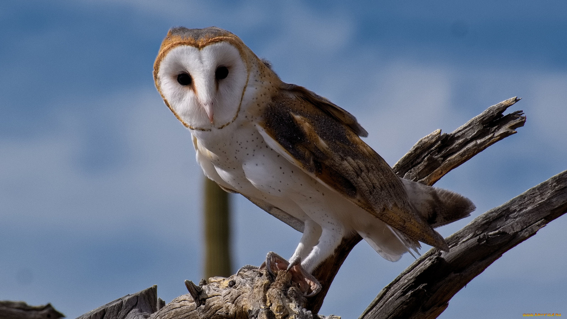 животные, совы, птичка