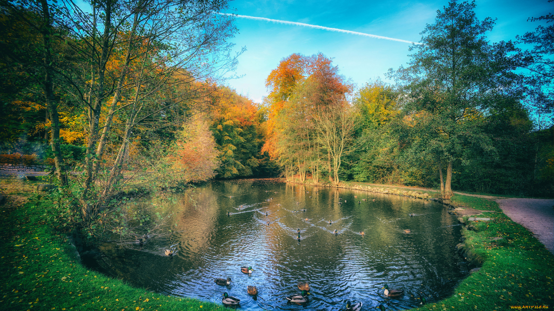 животные, утки, птичка