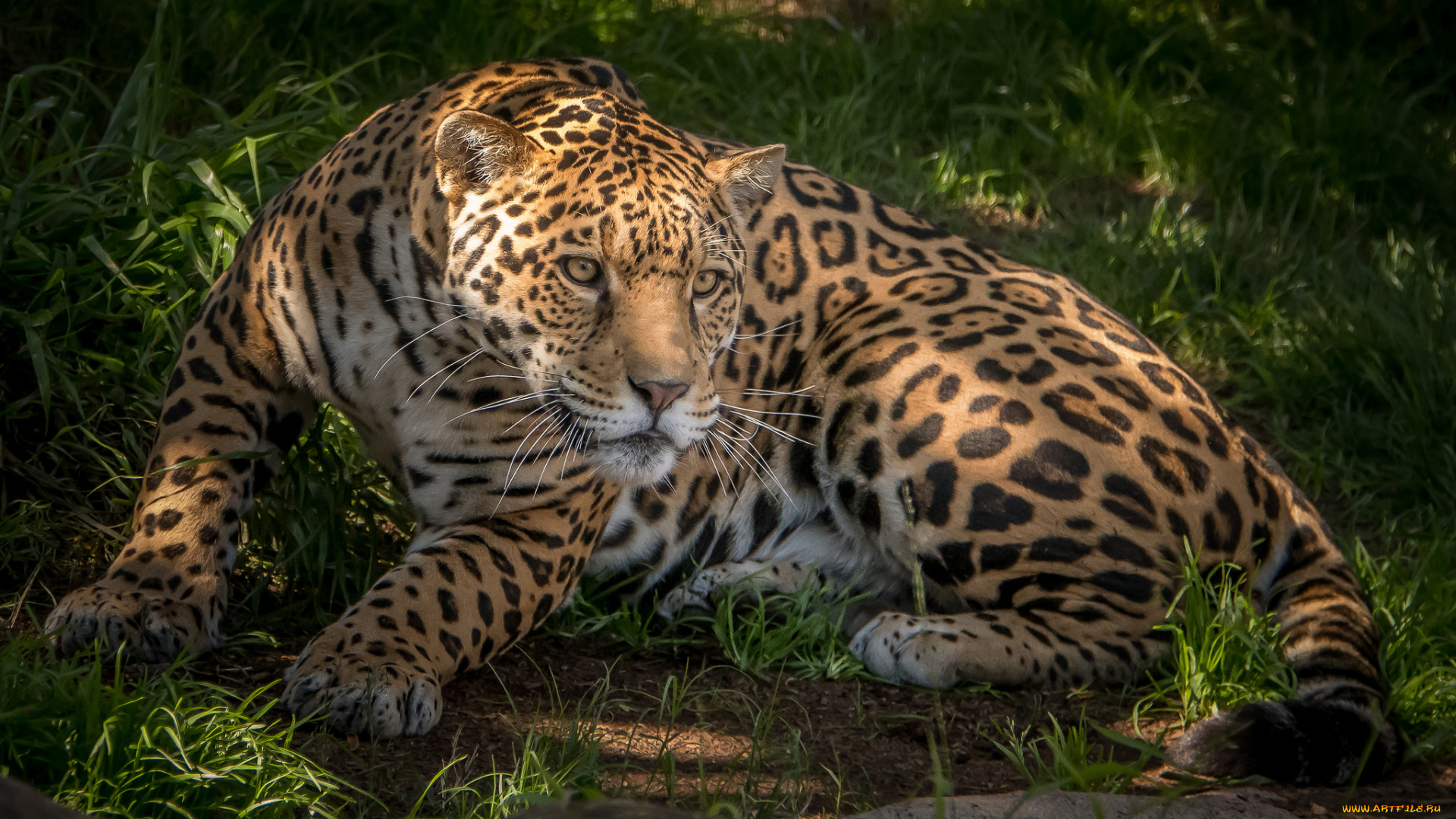 животные, Ягуары, хищник