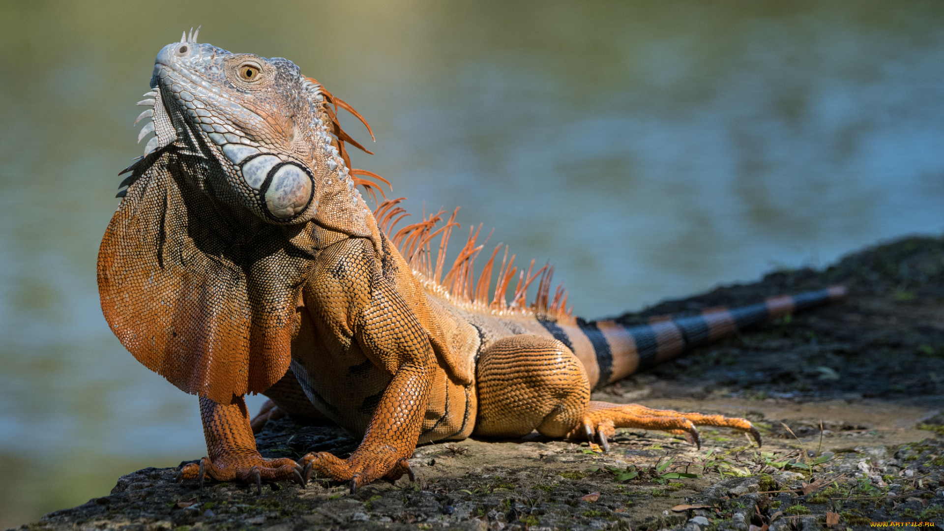 животные, Ящерицы, , игуаны, , вараны, ящерка