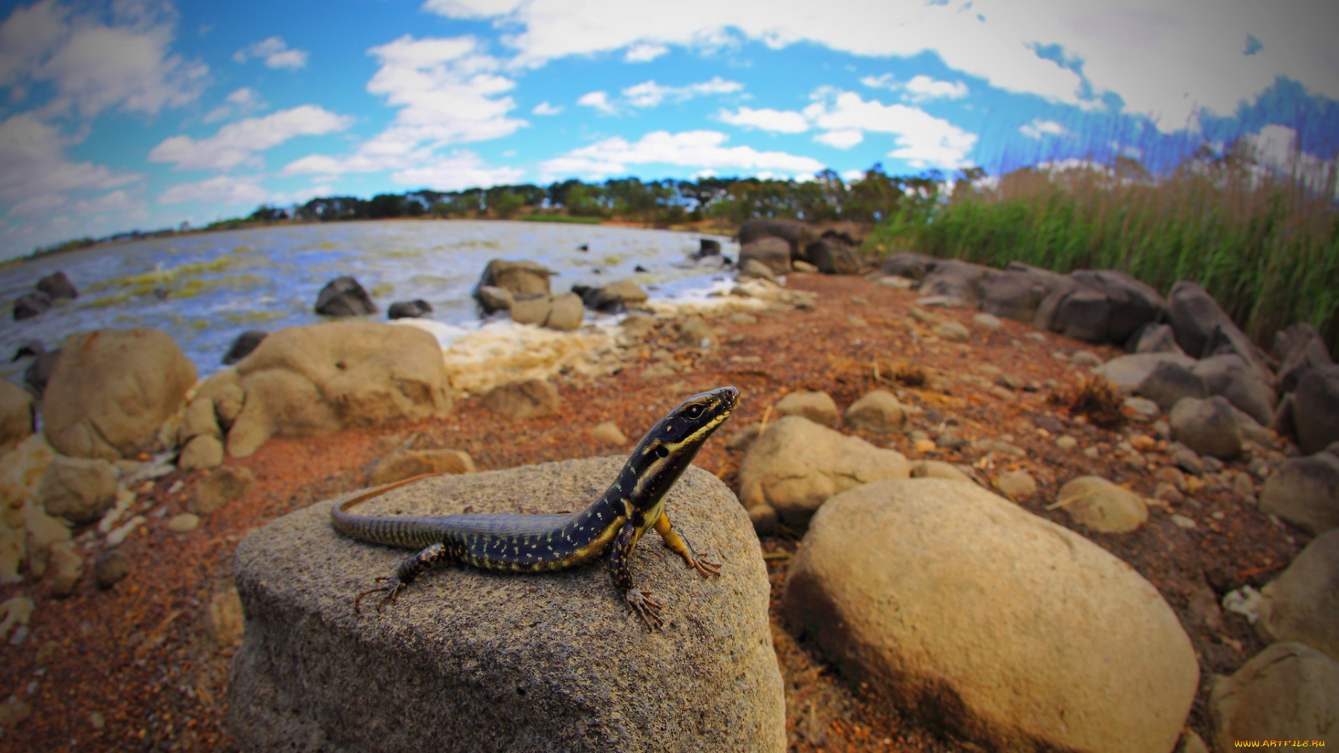 животные, Ящерицы, , игуаны, , вараны, змейка