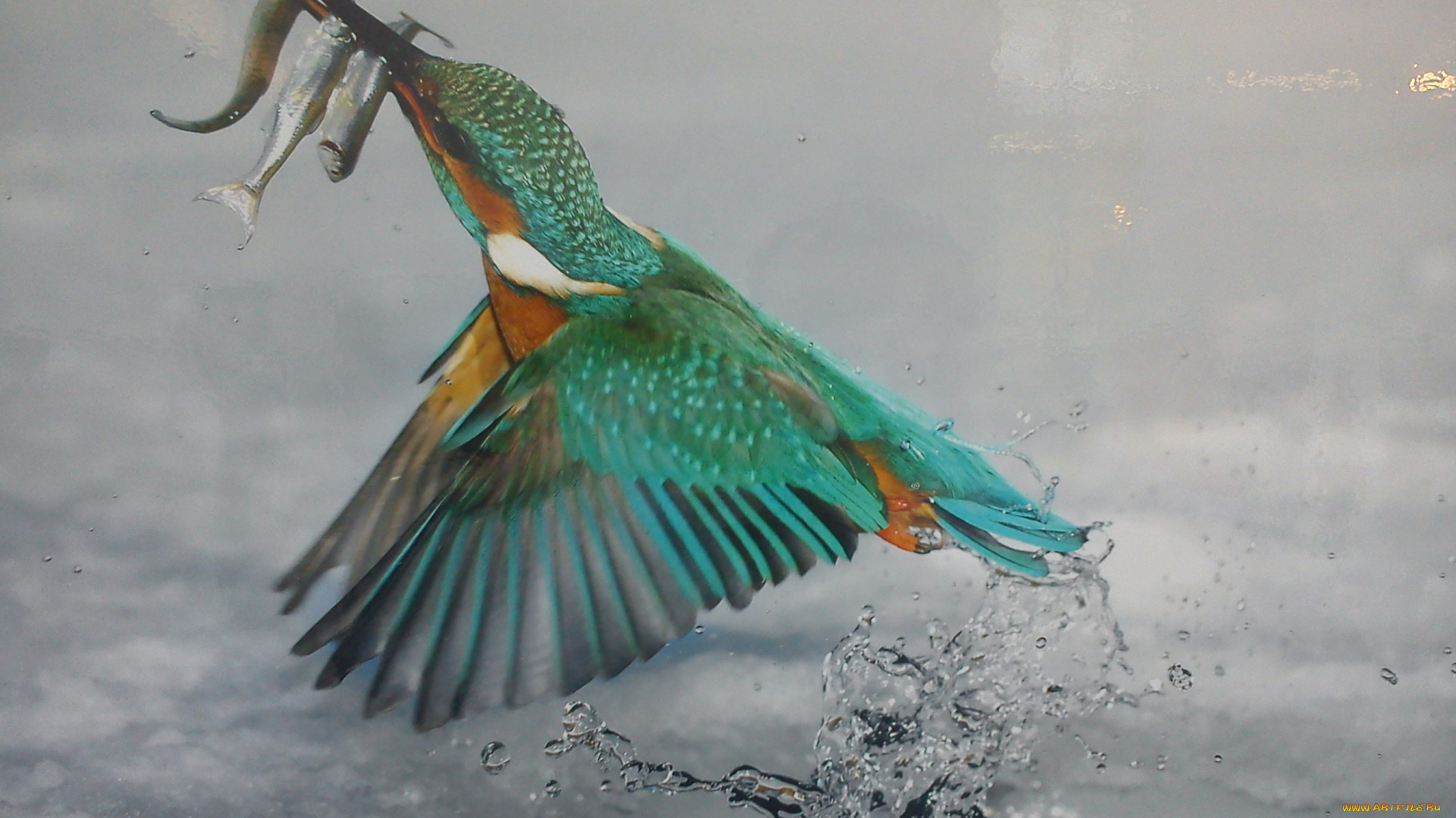 животные, зимородки, птица, зимородок, полет, рыба, добыча, снег, лед, полынья, вода, всплеск