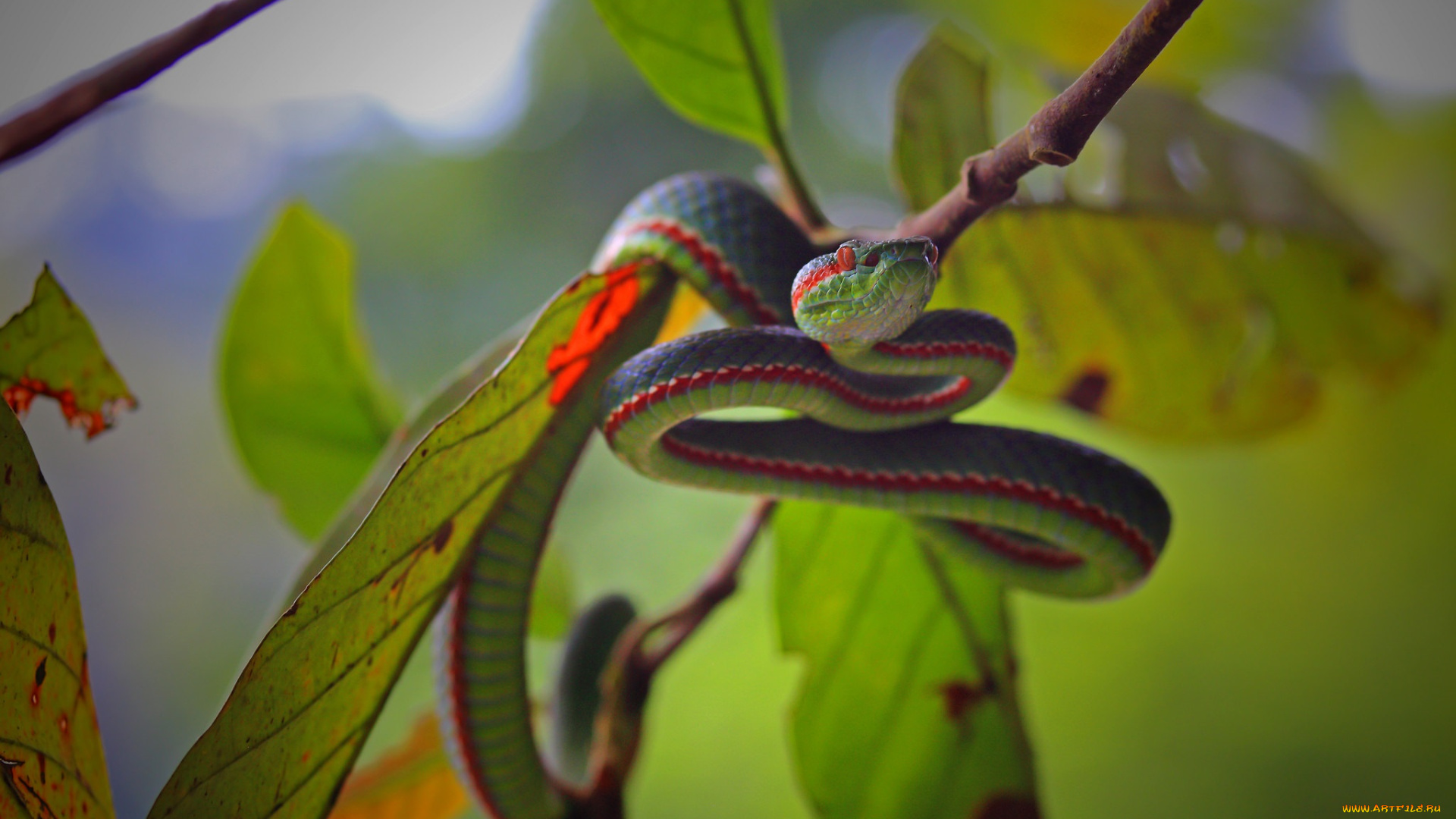 животные, змеи, , питоны, , кобры, змейка