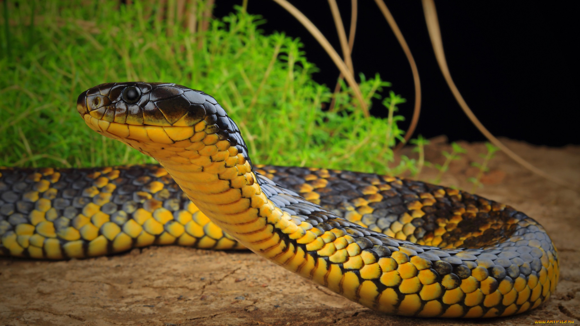 животные, змеи, , питоны, , кобры, змея