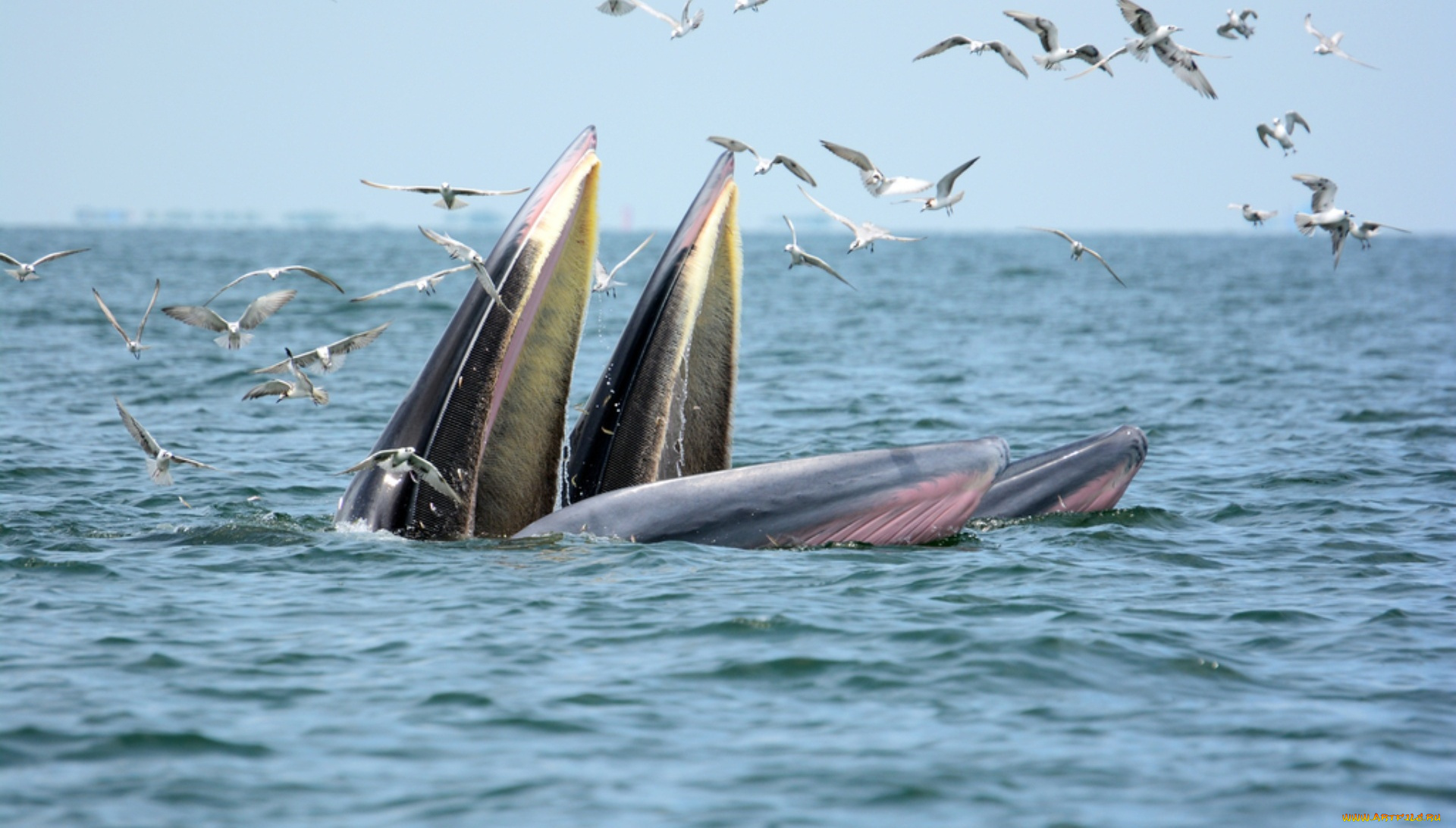 животные, киты, , кашалоты, море, птицы, пасть, чайки