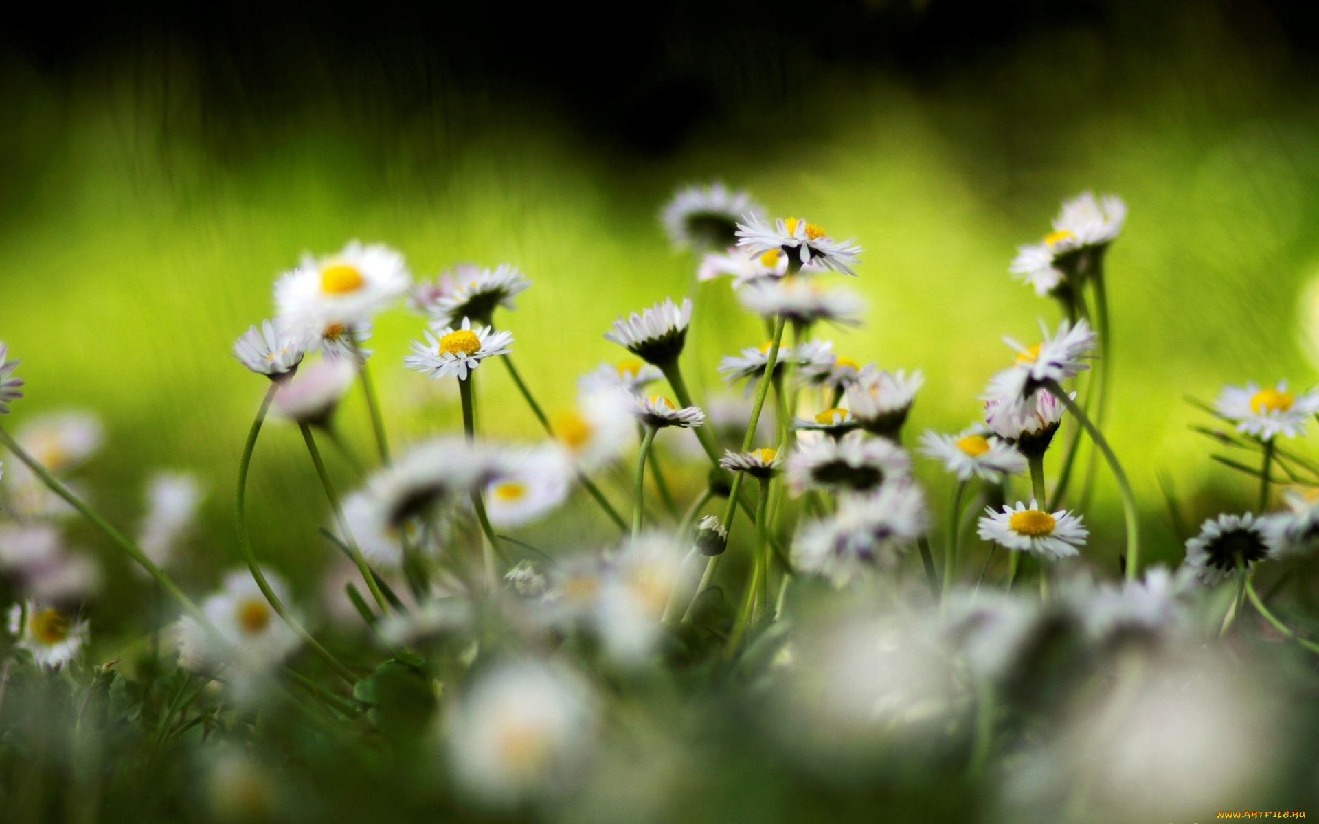 цветы, ромашки, полевые, белые, трава