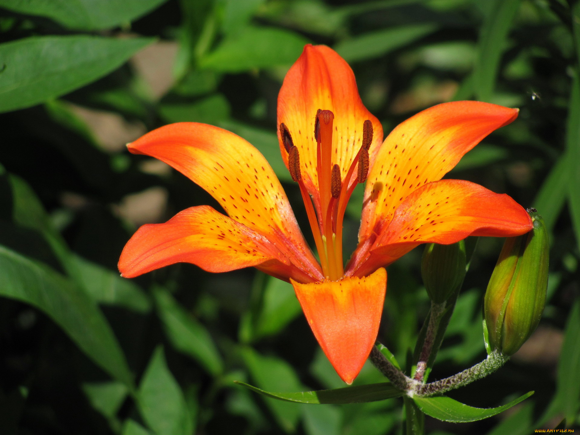 цветы, лилии, , лилейники, оранжевая, лилия, макро