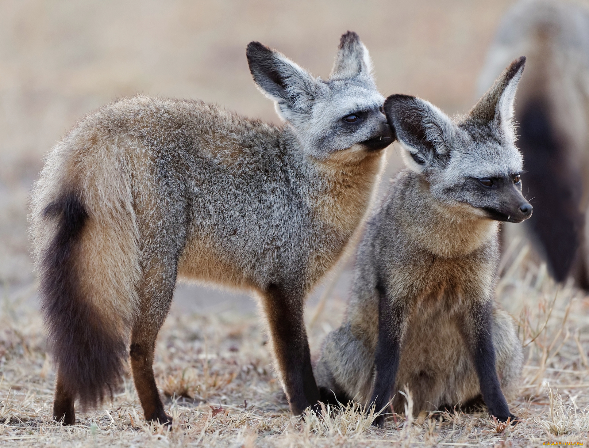 животные, лисы, пара, лиса, лисица, большеухая