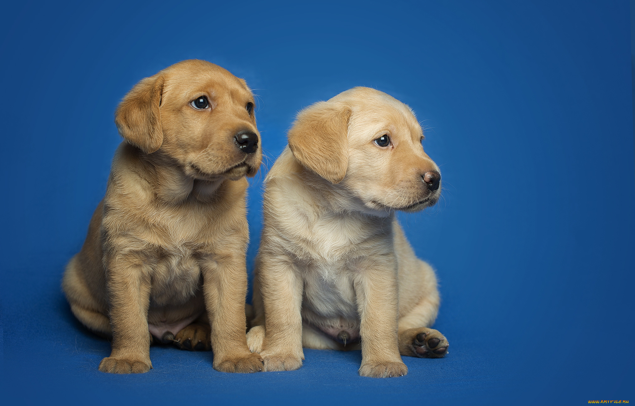 животные, собаки, пес