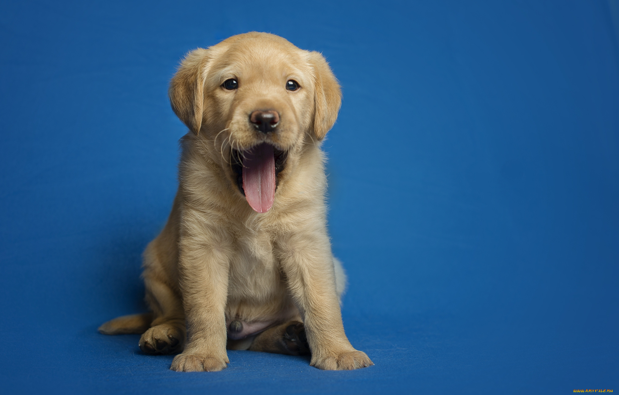 животные, собаки, пес