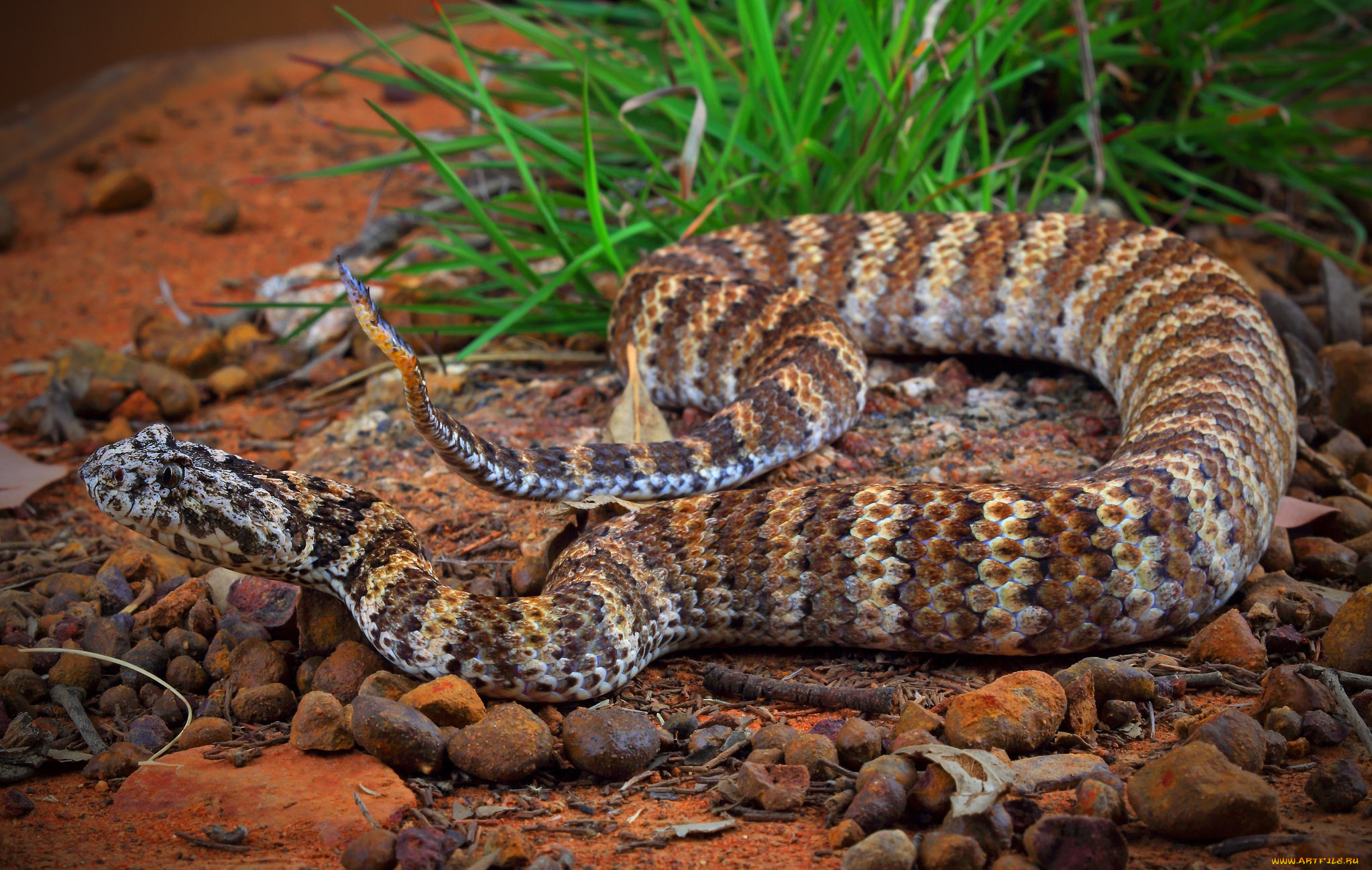 животные, змеи, , питоны, , кобры, змейка