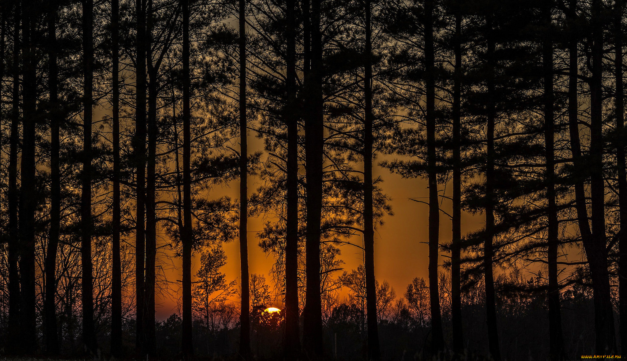 природа, лес, рассвет