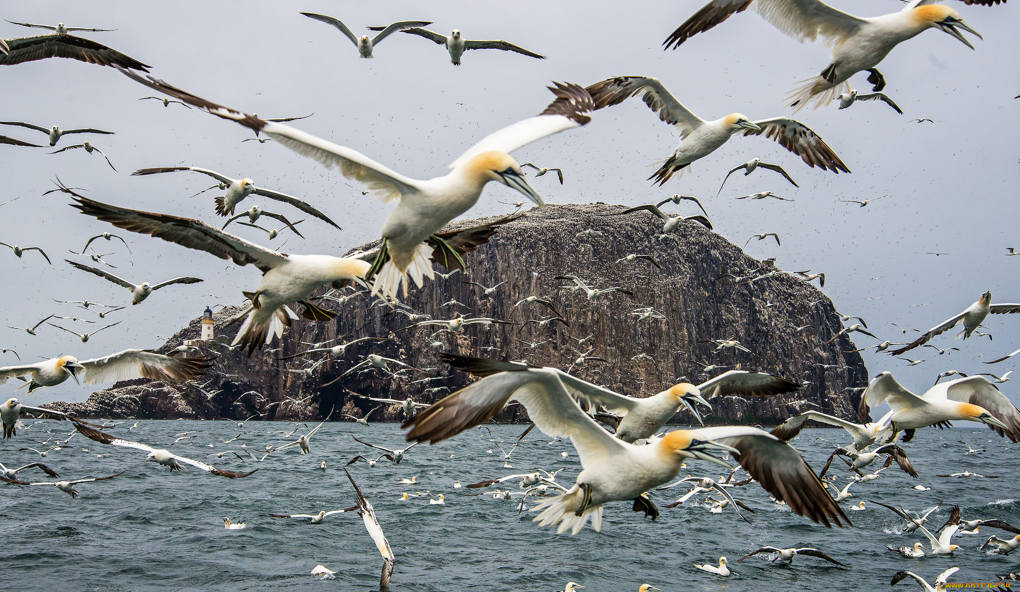 животные, Чайки, , бакланы, , крачки, птичка
