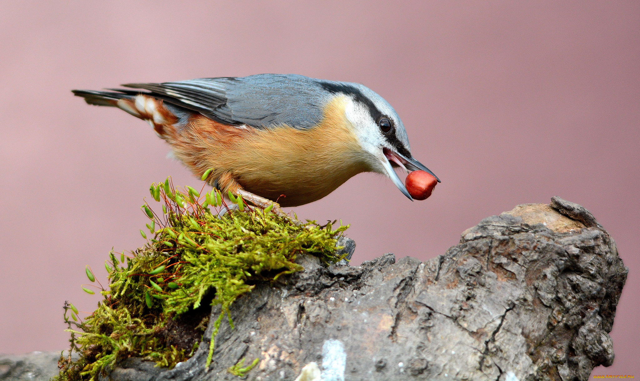 животные, поползни, птичка