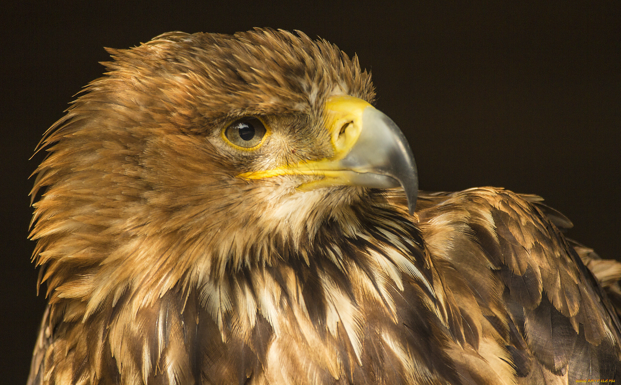 животные, птицы, -, хищники, птичка