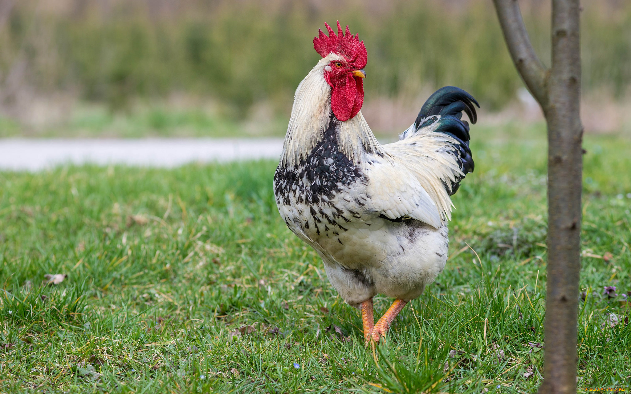 животные, куры, , петухи, птичка
