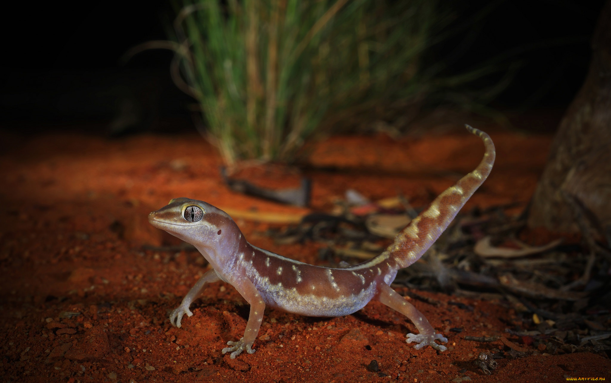 животные, Ящерицы, , игуаны, , вараны, ящерка