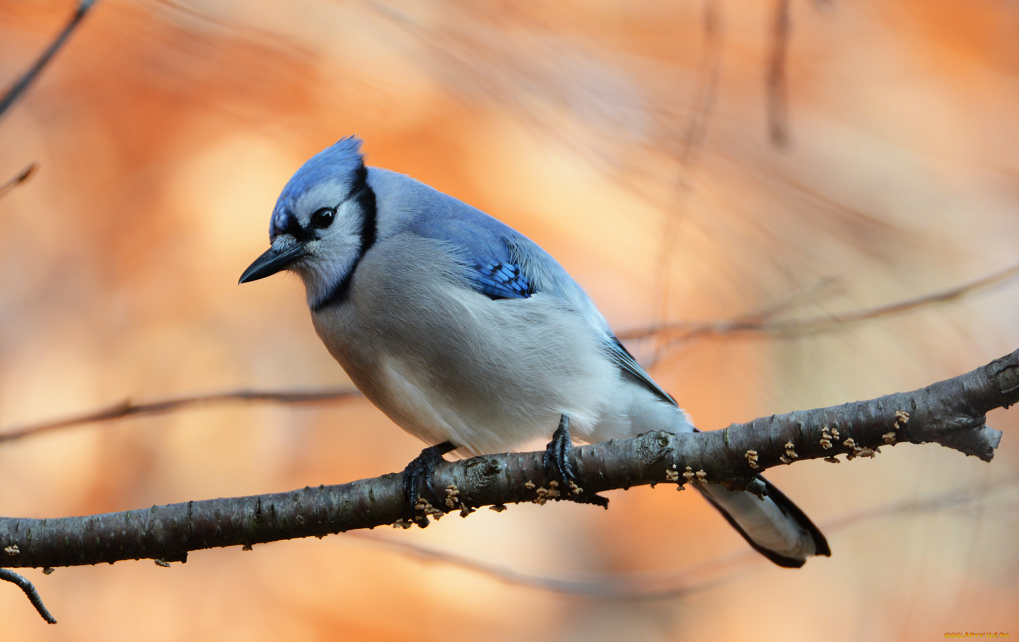 животные, птицы, птичка